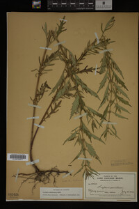 Image Associated With the Occurrence
