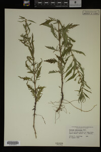 Image Associated With the Occurrence