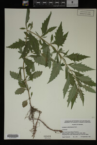 Image Associated With the Occurrence