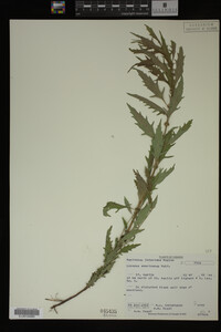 Image Associated With the Occurrence
