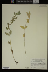 Image Associated With the Occurrence