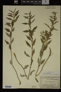 Image Associated With the Occurrence