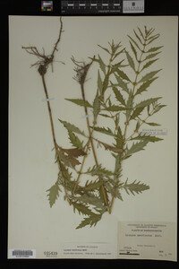Image Associated With the Occurrence