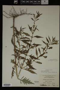 Image Associated With the Occurrence