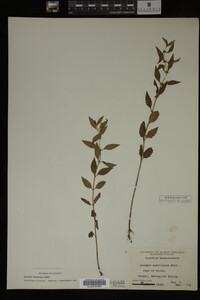 Image Associated With the Occurrence