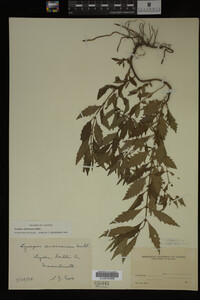 Image Associated With the Occurrence