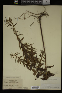 Image Associated With the Occurrence