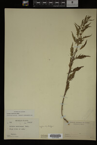 Image Associated With the Occurrence