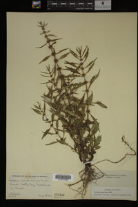 Image Associated With the Occurrence