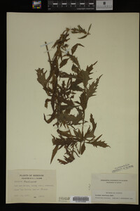 Image Associated With the Occurrence