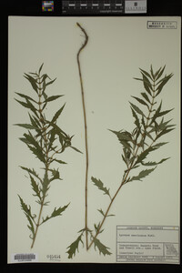 Image Associated With the Occurrence