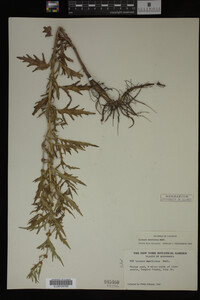 Image Associated With the Occurrence