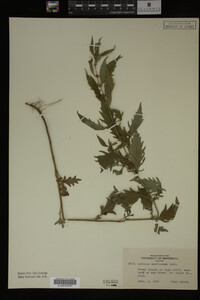 Image Associated With the Occurrence