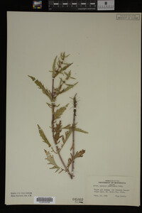 Image Associated With the Occurrence