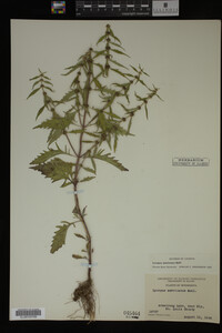 Image Associated With the Occurrence