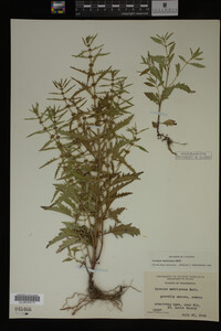 Image Associated With the Occurrence