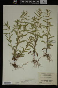 Image Associated With the Occurrence