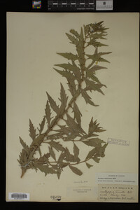 Image Associated With the Occurrence
