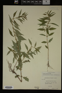 Image Associated With the Occurrence