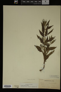 Image Associated With the Occurrence