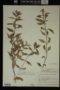 Image Associated With the Occurrence