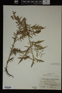 Image Associated With the Occurrence