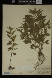 Image Associated With the Occurrence