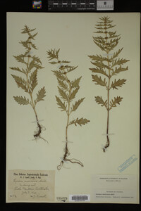Image Associated With the Occurrence