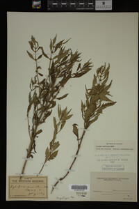Image Associated With the Occurrence