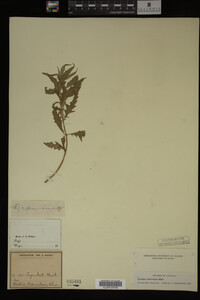 Image Associated With the Occurrence