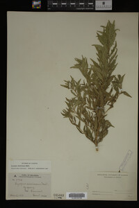 Image Associated With the Occurrence