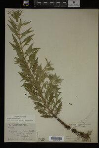 Image Associated With the Occurrence
