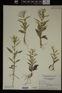 Image Associated With the Occurrence