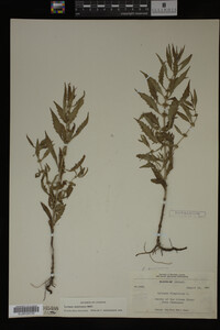 Image Associated With the Occurrence