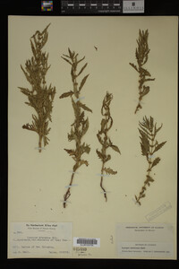 Image Associated With the Occurrence