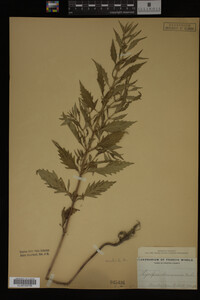 Image Associated With the Occurrence