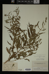 Image Associated With the Occurrence