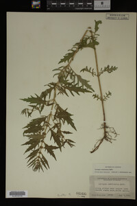 Image Associated With the Occurrence