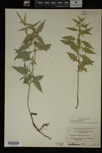 Image Associated With the Occurrence
