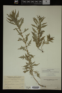 Image Associated With the Occurrence