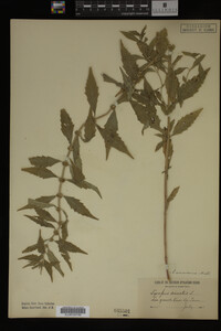 Image Associated With the Occurrence