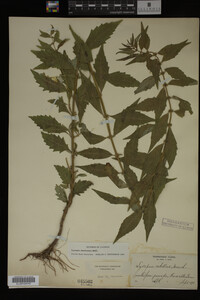 Image Associated With the Occurrence