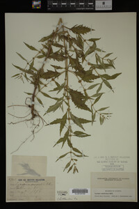 Image Associated With the Occurrence