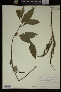 Image Associated With the Occurrence