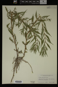 Image Associated With the Occurrence