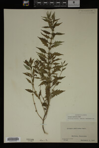 Image Associated With the Occurrence