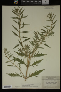Image Associated With the Occurrence