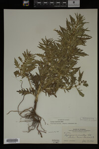 Image Associated With the Occurrence
