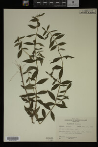 Image Associated With the Occurrence