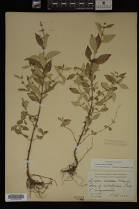 Image Associated With the Occurrence